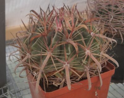Ferocactus latispinus -cube-12cm-