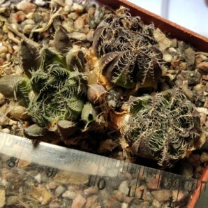 Haworthia arachnoidea -MG- сіянці-