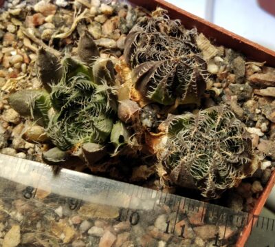 Haworthia arachnoidea -MG- сіянці-