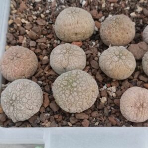 Pseudolithos eyliensis
