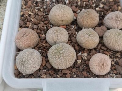 Pseudolithos eyliensis
