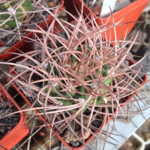 Gymnocalycium nidulans LF19 -seeds-насіння-