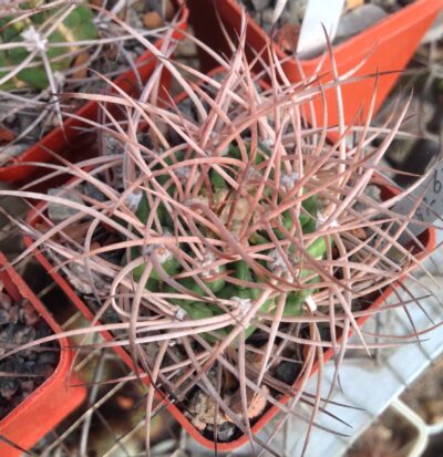 Gymnocalycium nidulans LF19 -seeds-насіння-