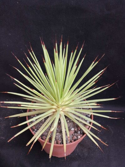 Agave stricta Nana - Зображення 2