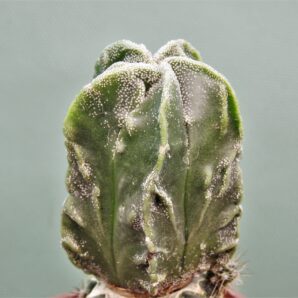 astrophyrum-myriostigma-fukurui-p1