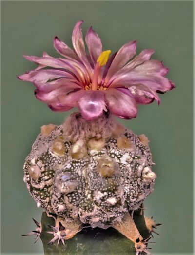 astrophytum-asterias-kikko-f.roseoflora-ap4 - Зображення 3