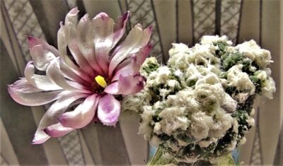 astrophytum-asterias-kikko-f.roseoflora-ap1 - Зображення 3