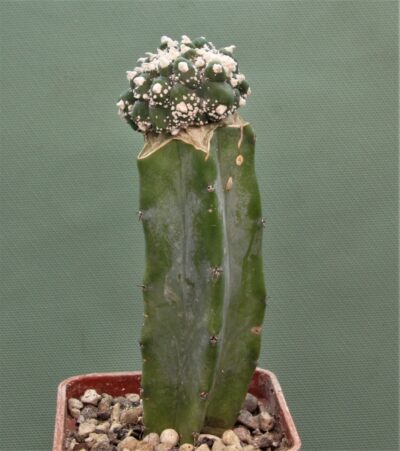 astrophytum-asterias-kikko-cristata-ap1 - Зображення 2