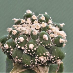 astrophytum-asterias-kikko-cristata-ap1