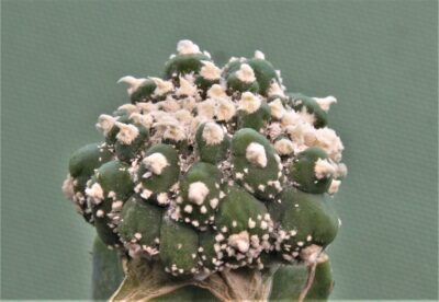 astrophytum-asterias-kikko-cristata-ap1