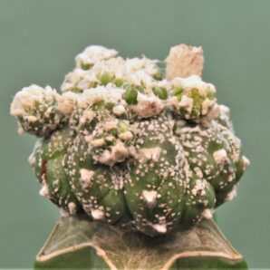 astrophytum-asterias-kikko-f.roseoflora-ap1