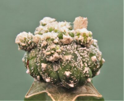 astrophytum-asterias-kikko-f.roseoflora-ap1