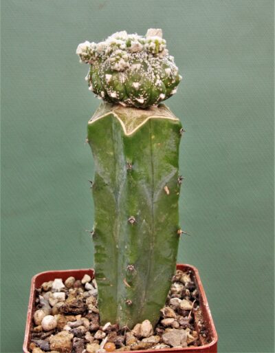 astrophytum-asterias-kikko-f.roseoflora-ap1 - Зображення 2