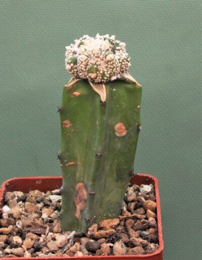 astrophytum-asterias-kikko-f.roseoflora-ap4 - Зображення 2