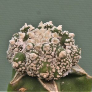 astrophytum-asterias-kikko-f.roseoflora-ap4