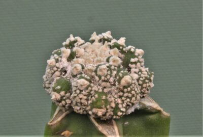 astrophytum-asterias-kikko-f.roseoflora-ap4
