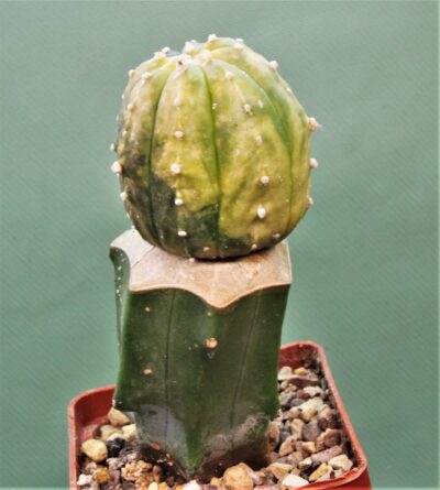 astrophytum-asterias-variegata-ap1 - Зображення 2