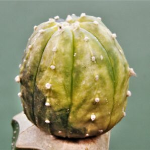 astrophytum-asterias-variegata-ap1