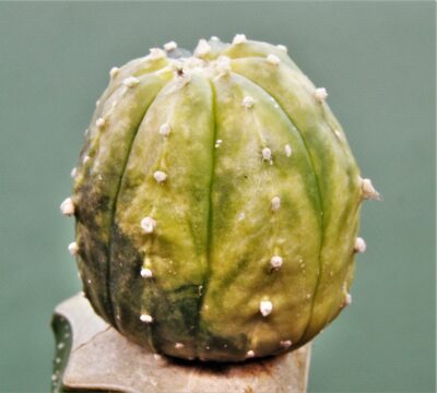 astrophytum-asterias-variegata-ap1