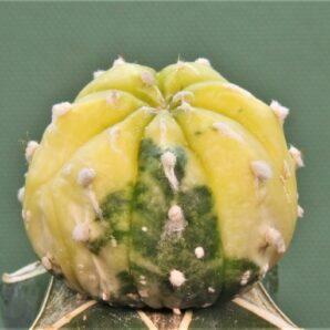 astrophytum-asterias-variegata-ap2