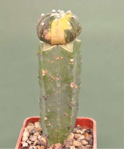 astrophytum-asterias-variegata-ap3 - Зображення 2