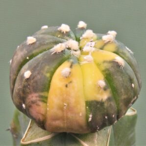 astrophytum-asterias-variegata-ap3