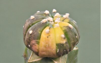 astrophytum-asterias-variegata-ap3