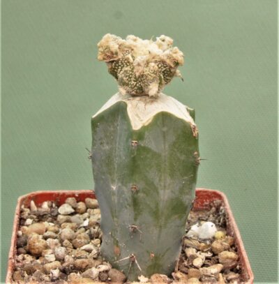 astrophytum-ornatum-dinozavr-7 - Зображення 2