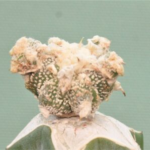 astrophytum-ornatum-dinozavr-7