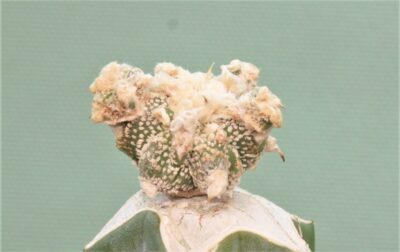 astrophytum-ornatum-dinozavr-7