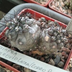 Copiapoa griseo-vilacea -Cerro Pinlada- двійня-