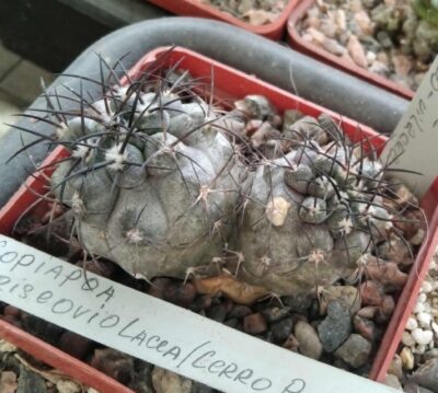 Copiapoa griseo-vilacea -Cerro Pinlada- двійня-