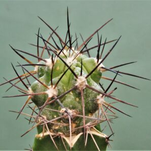 copiapoa-montana-1.