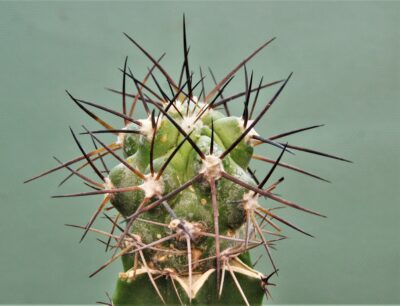 copiapoa-montana-1.