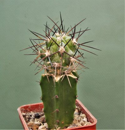 copiapoa-montana-1. - Зображення 2