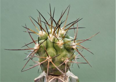 copiapoa-montana-2