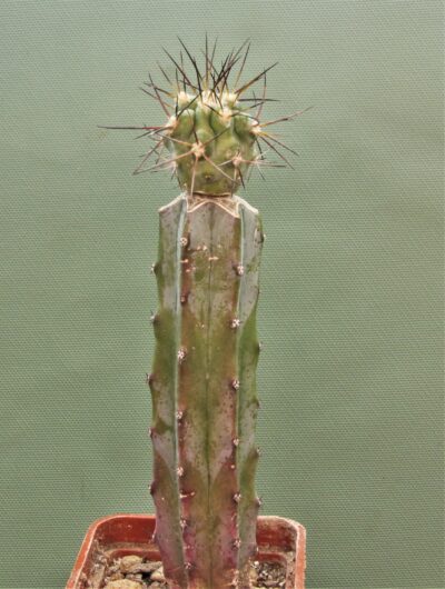 copiapoa-montana-2 - Зображення 2