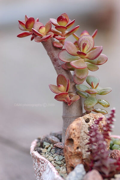Crassula ovata minor - Зображення 2
