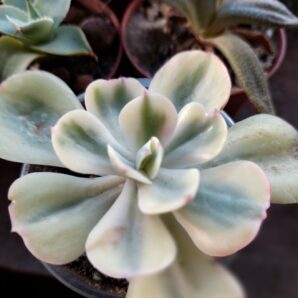 Echeveria Enfant variegated