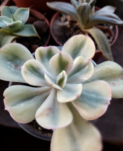 Echeveria Enfant variegated