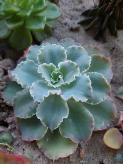 Echeveria shaviana Frilly