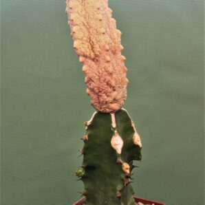 euphorbia-abdeleurii-damask