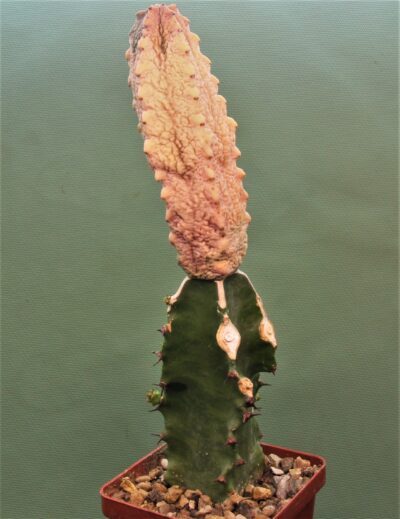euphorbia-abdeleurii-damask