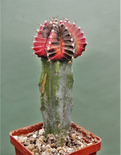 gymnocalycium-friedrichii-variegate-r1. - Зображення 2