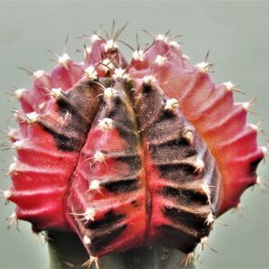 gymnocalycium-friedrichii-variegate-r1.