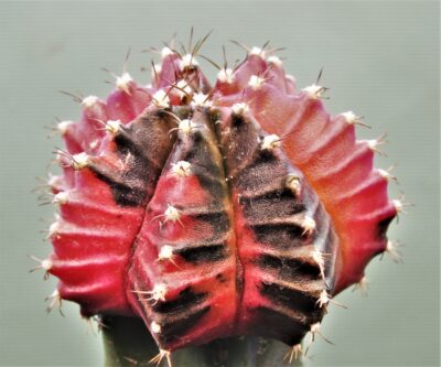 gymnocalycium-friedrichii-variegate-r1.
