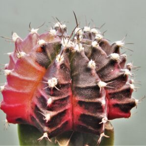 gymnocalycium-friedrichii-variegate-r2