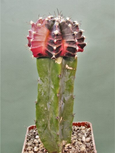 gymnocalycium-friedrichii-variegate-r2 - Зображення 2