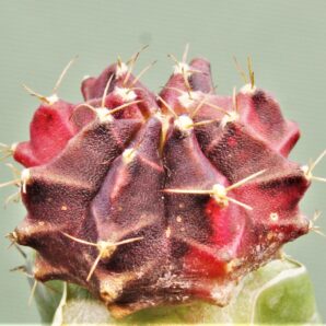gymnocalycium-friedrichii-variegate-r4.