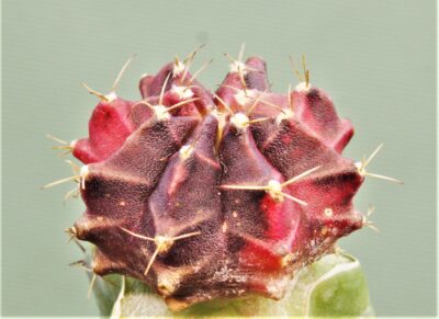 gymnocalycium-friedrichii-variegate-r4.